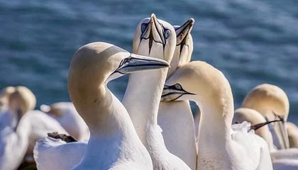 爱游戏体育app-格鲁吉亚女篮在欧洲锦标赛中展现崭新势力，期待突破，格鲁吉亚参加过欧洲杯吗