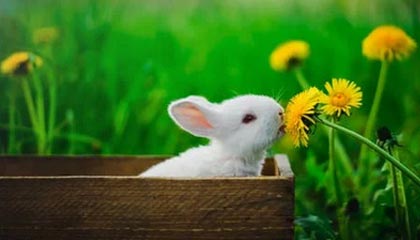 爱游戏体育app-格鲁吉亚女篮在欧洲锦标赛中展现崭新势力，期待突破，格鲁吉亚参加过欧洲杯吗